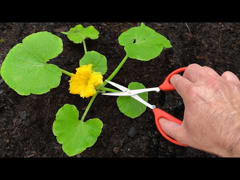 Видео: 🍅Методы, ускоряющие весенние работы в саду дома