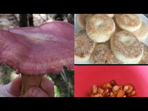 Видео: Влог:открыли сезон грибов 🍄готовим обед, завтрак и многое другое 