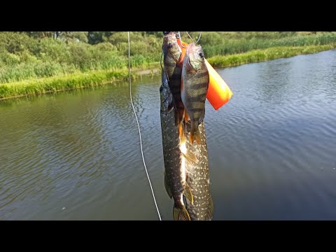 Видео: ЩУКА И ОКУНЬ БРОСАЮТСЯ БЕЗ ПРОМЕДЛЕНИЯ! Рыбалка на тейл-спиннеры в августе. Они не подводят никогда.