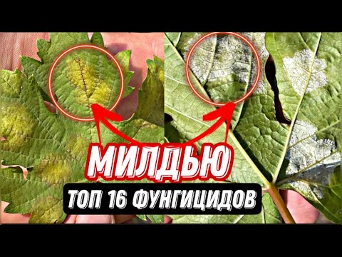 Видео: Стоп МИЛДЬЮ на винограде!!! Профилактика и лечение.