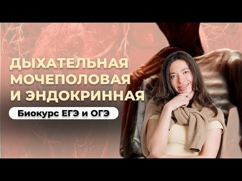 Видео: Слив урока БИОКУРСА ЕГЭ и ОГЭ по Биологии | подробно разбираем 3 системы органов за 100 минут