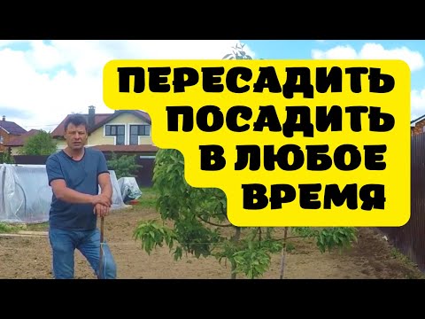 Видео: 100 процентная приживаемость при пересадке