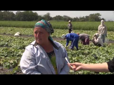 Видео: СПК «Кумук»