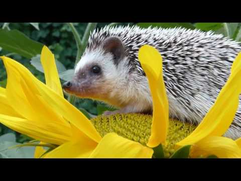 Видео: Ежик в огороде !!! Ужас ! Можно ли гулять с ежом ? Купаем Чижуню !!! Песенка про огород !!!