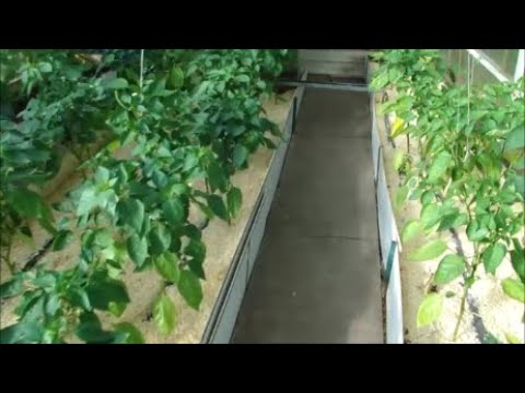 Видео: Перцы и свежие опилки.