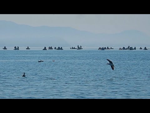 Видео: Рыбалка в Приморье. Морская рыбалка. Бухта Средняя. 16.04.2020 г. Минтай.