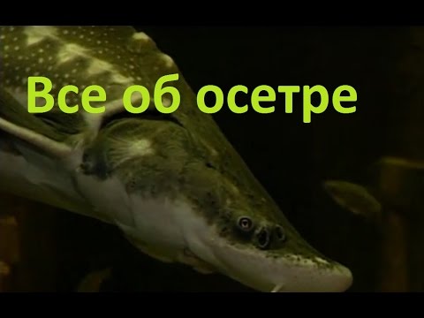 Видео: Диалоги о рыбалке - 192 - Осетр.