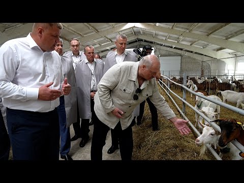 Видео: Лукашенко: Сколько у тебя коз на одного козла? // Ферма по содержанию и выращиванию племенных коз