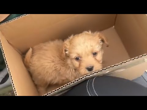 Видео: Он ел фекалии, чтобы выжить… пока она его не спасла 💔🐾