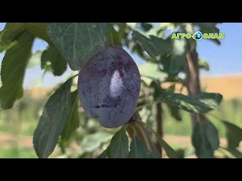 Видео: 🔎Ташхиси хок дар боғи навбунёд #agroolamtj 