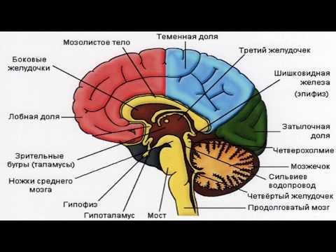 Видео: Как изучают мозг (рассказывает Вячеслав Дубынин)