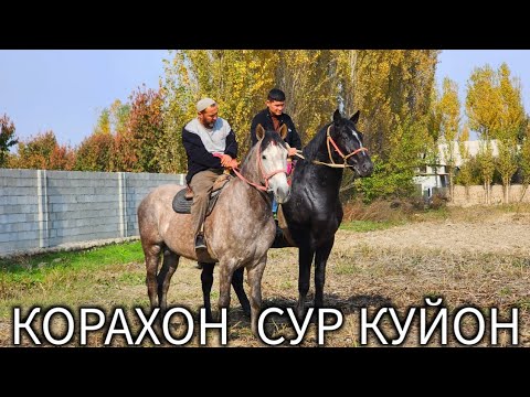 Видео: АЗАМАДЖОН АКАДАН ОТЛАРНИГ КУЧЛИГИ КОРАХОН  СУР КУЙОН СОТИЛАДИ !..