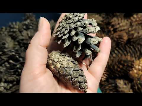 Видео: Как сушить шишки в духовке и что получается ⁉️