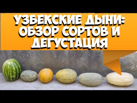 Видео: Сладкие узбекские дыни - обзор сортов и дегустация