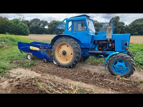 Видео: Выкапываю чеснок двухрядной навесной картофелекопалкой.