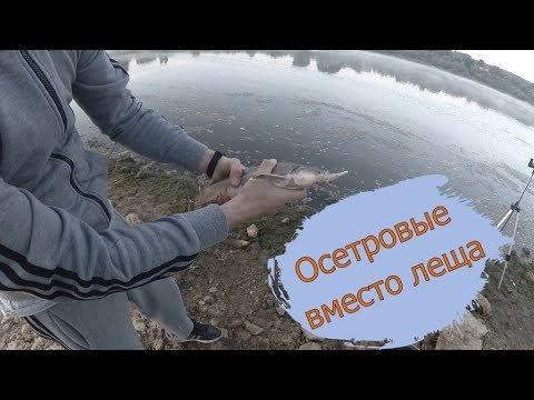Видео: Фидерная рыбалка на Оке после запрета. Ни один осётр не пострадал.
