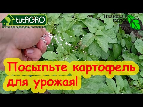 Видео: ОКУЧИВАНИЕ КАРТОФЕЛЯ... БЕЗ ОКУЧИВАНИЯ! Правильное окучивание: когда, как и сколько раз. И оно НАДО?