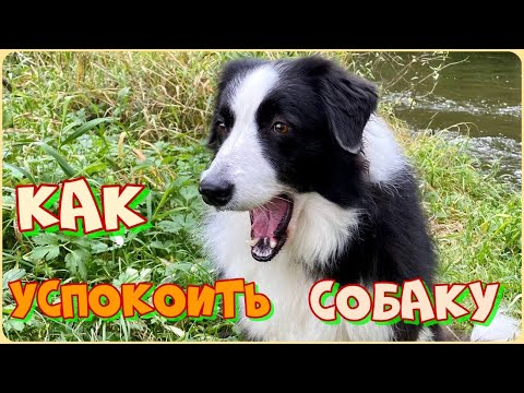 Видео: Как успокоить собаку. Паттерн–игры с собакой для снятия возбуждения