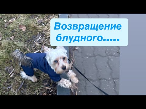 Видео: Возвращение блудного …..
