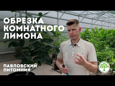 Видео: Обрезка комнатного лимона: пошаговая инструкция от Павловского питомника