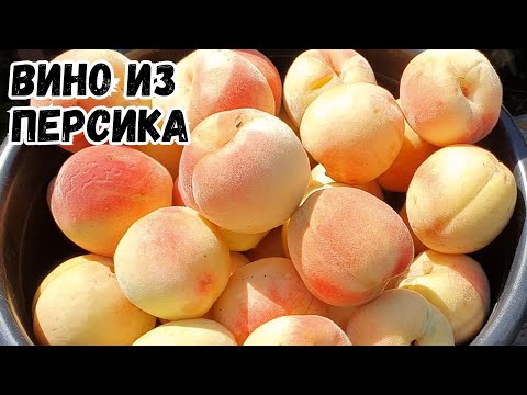 Видео: Вино из персика. Часть 1.