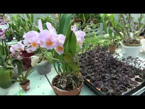 Видео: Весна пришла ! Сattleya mossiae semi alba, Cattleya schroederae, Bc. Morning Glory ,Lycaste Kiama