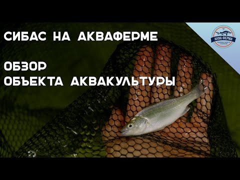 Видео: Сибас на Акваферме. Обзор объекта аквакультуры