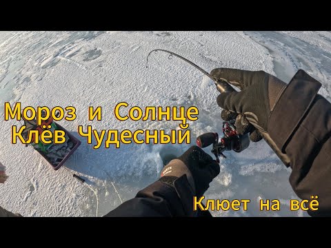 Видео: Клев как из ПУЛЕМЕТА. Клюет на все. Рыбалка 2025 с ПРАКТИК 8. #судак #берш #практик #зимняярыбалка