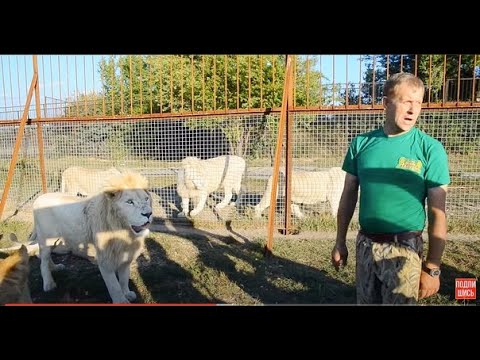 Видео: ЖЕСТЬ! Олег Зубков голосом держит всех львов, пока один из них ест!