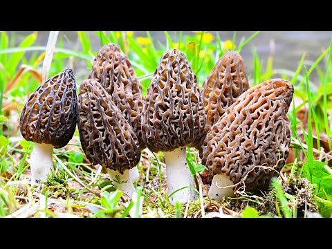 Видео: Грибы! Собираем Сморчки и Строчки их просто Тьма! Устали Собирать!!!