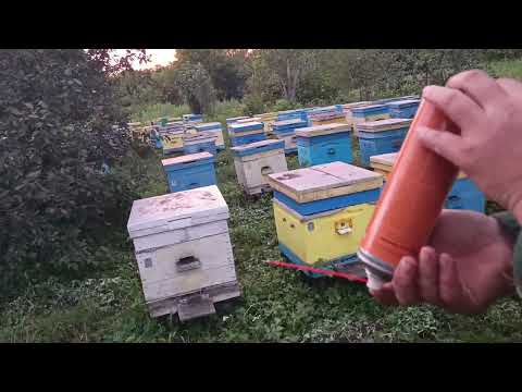 Видео: Пасека 12 августа от клеща
