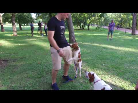 Видео: ЗА КИНОЛОГИЯТА С Д-Р КЪНЕВ: Трета част от поредицата за най-популярната ловна порода във Франция