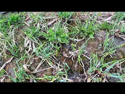 Видео: Цветёт алыча. Очень красиво.