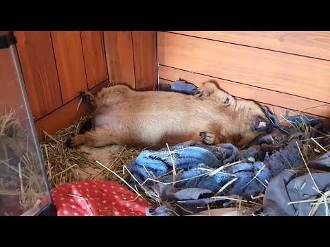 Видео: сурок будет лежать на спине, чтобы спать