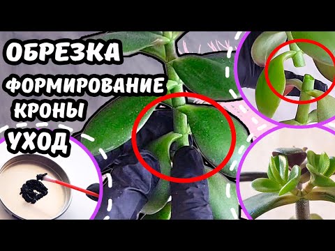 Видео: Денежное дерево ОБРЕЗКА и ПРИЩИПКА? Формирование красивой кроны Омоложение Крассула Толстянка Бонсай