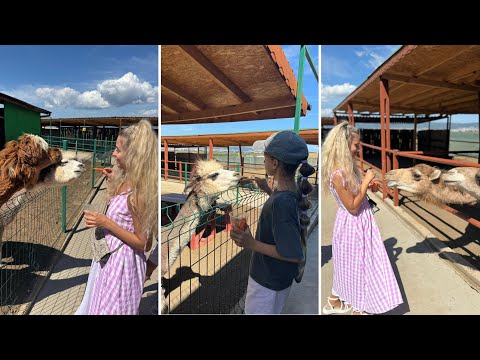 Видео: 🐫 Camel Park Несебыр Болгария 2025 г. 🇧🇬