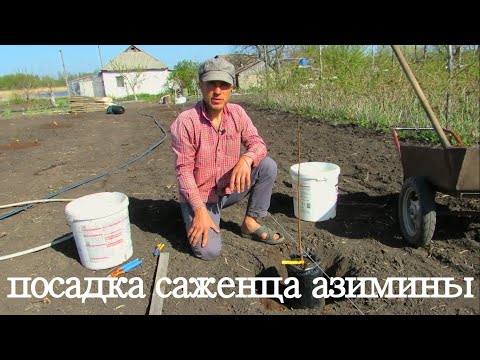 Видео: Как посадить саженец азимины.
