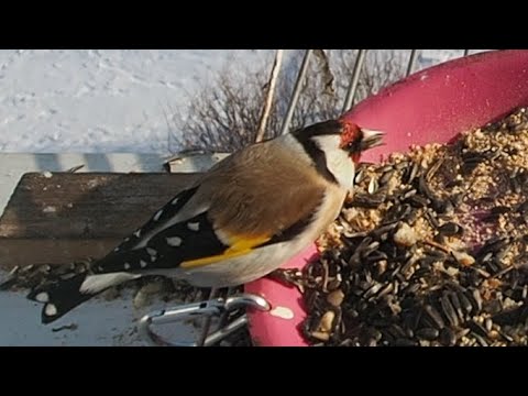Видео: Черноголовый щегол