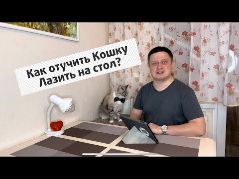Видео: Как отучить Кошку лазить на стол? #КотСемён знает. 9 выпуск.