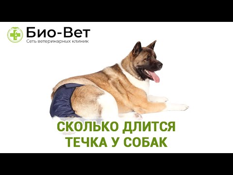 Видео: Течка у собак - всё что нужно знать 👩‍⚕️/ Сеть Ветклиник Био Вет