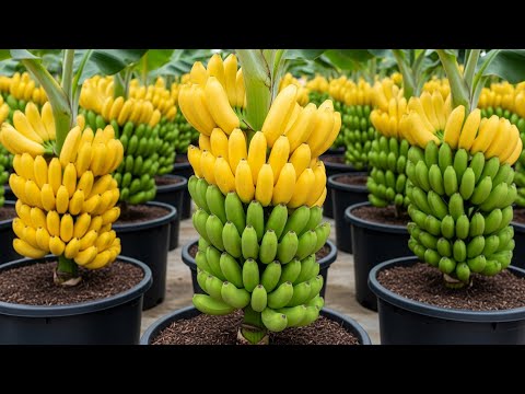 Видео: Какой метод размножения бананов? Уникальный метод выращивания бананов: он позволяет получить 100%...
