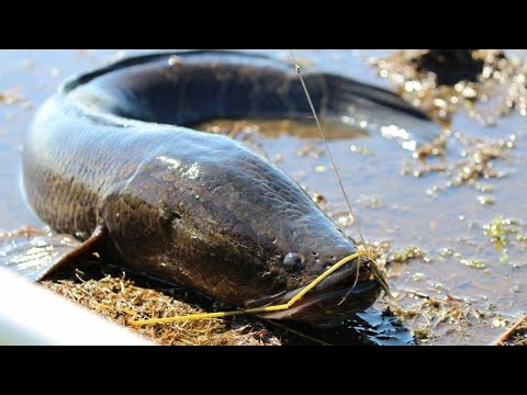 Видео: Змееголов.Попал на брачные игры.