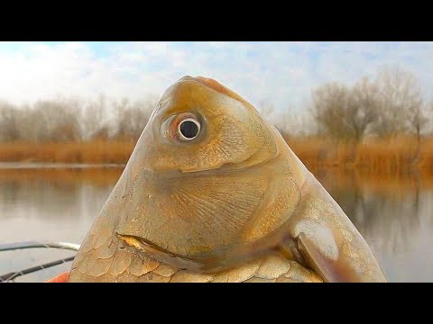Видео: Огромный карась НЕ ВЛАЗИТ В КАДР рекорд 2020