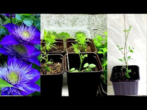 Видео: Если купили клематис в горшочке р9