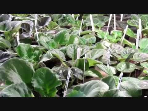 Видео: Когда Фиалка хочет пить ?  Поливаем вовремя.