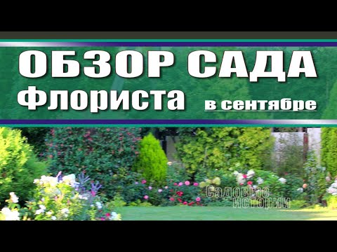 Видео: Прекрасный сад Светланы - 1 серия  / Обзор сада в сентябре  / цветение гортензий / цветение роз