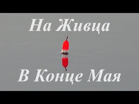 Видео: Ловля щуки на живца в конце мая