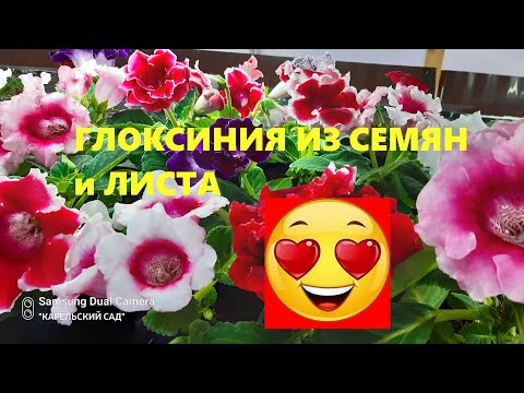 Видео: ГЛОКСИНИЯ ИЗ СЕМЯН И ЛИСТА