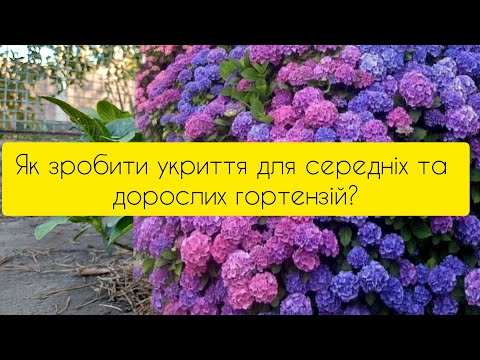 Видео: Як зробити укриття для середніх та дорослих широколистих гортензій?