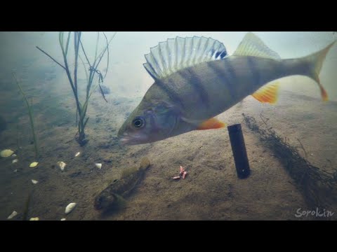 Видео: АТАКА ОКУНЯ НА БЫЧКА, КОТОРЫЙ КЛЮНУЛ НА ЧЕРВЯ! Рыбалка на реке